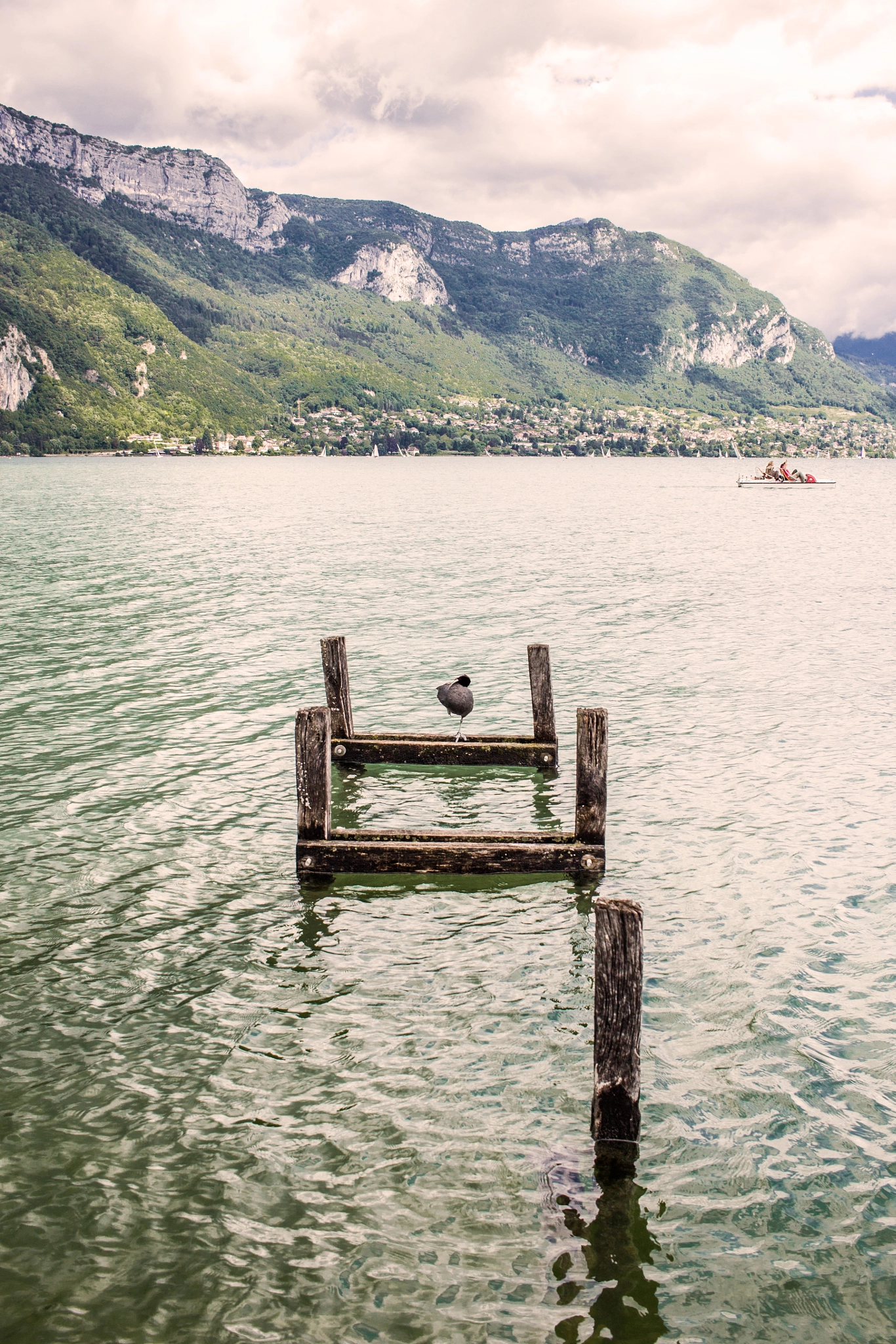 Canon EF-S 24mm F2.8 STM sample photo. The sleep of a bird photography