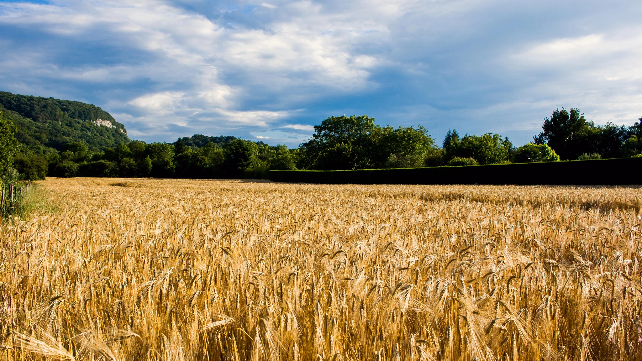 Canon EF-S 24mm F2.8 STM sample photo. Corn field in a sunny day photography