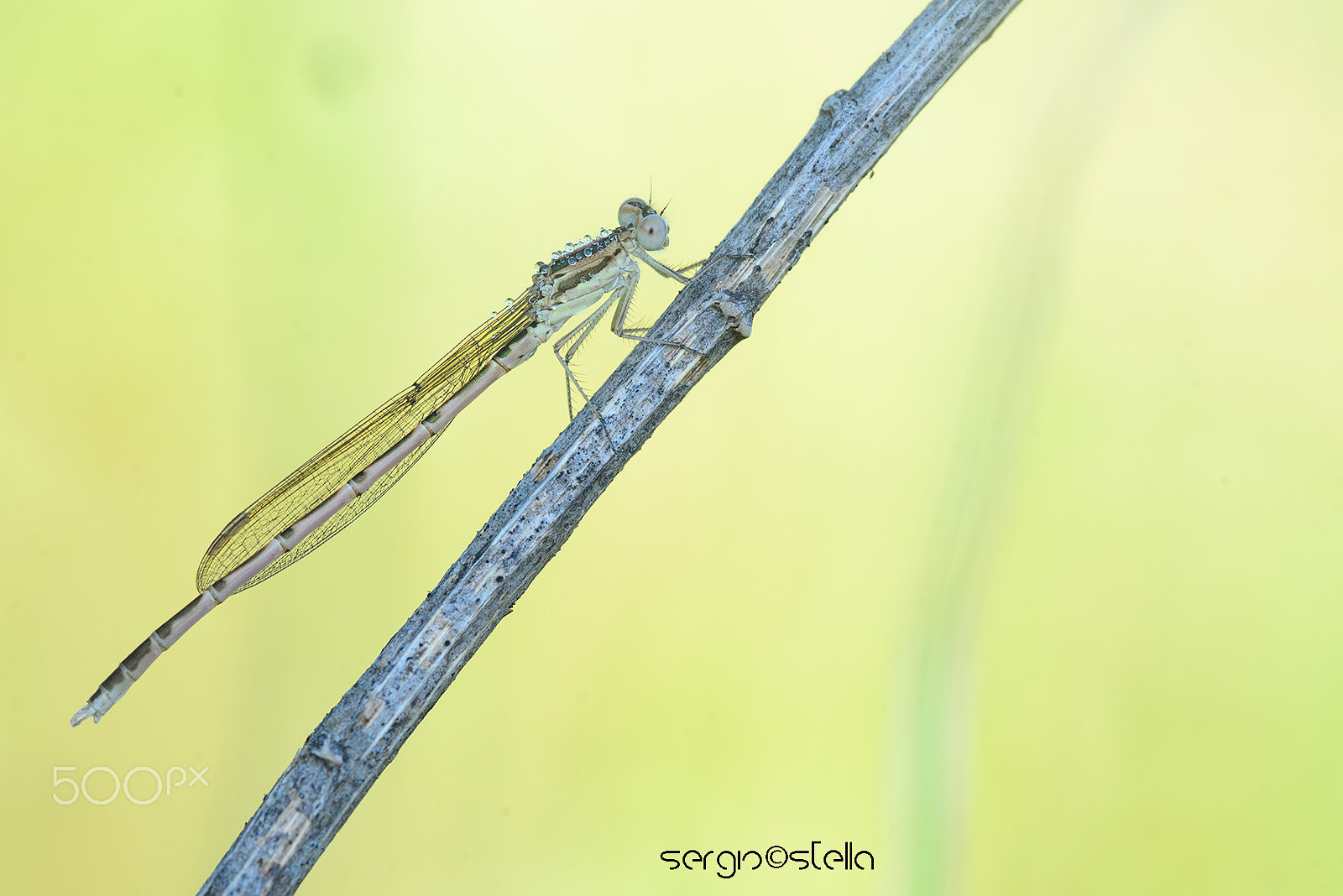 Sigma 150mm F2.8 EX DG Macro HSM sample photo. Sympecma fusca photography