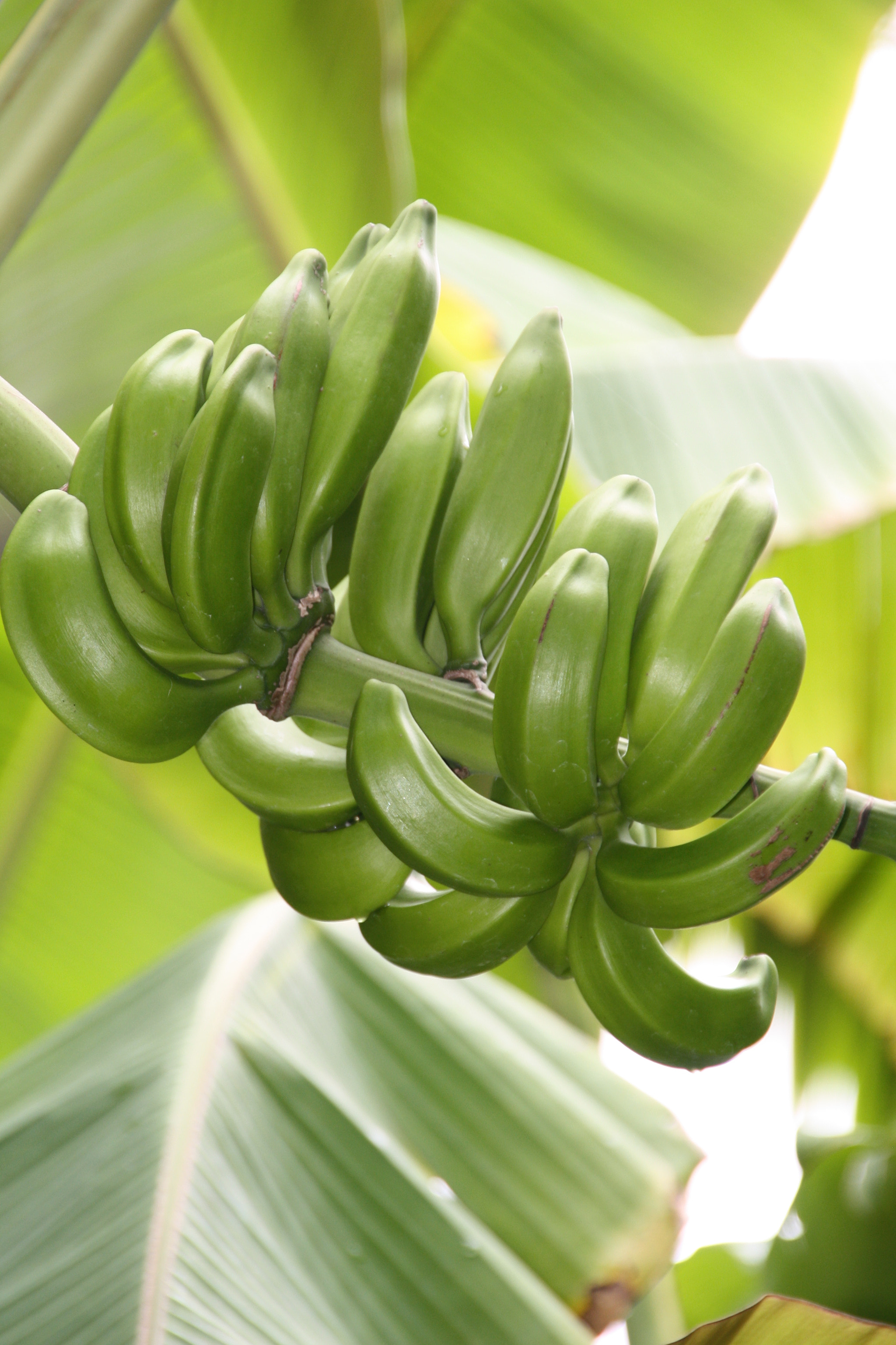 Sigma 18-250mm F3.5-6.3 DC OS HSM sample photo. Green bananas photography