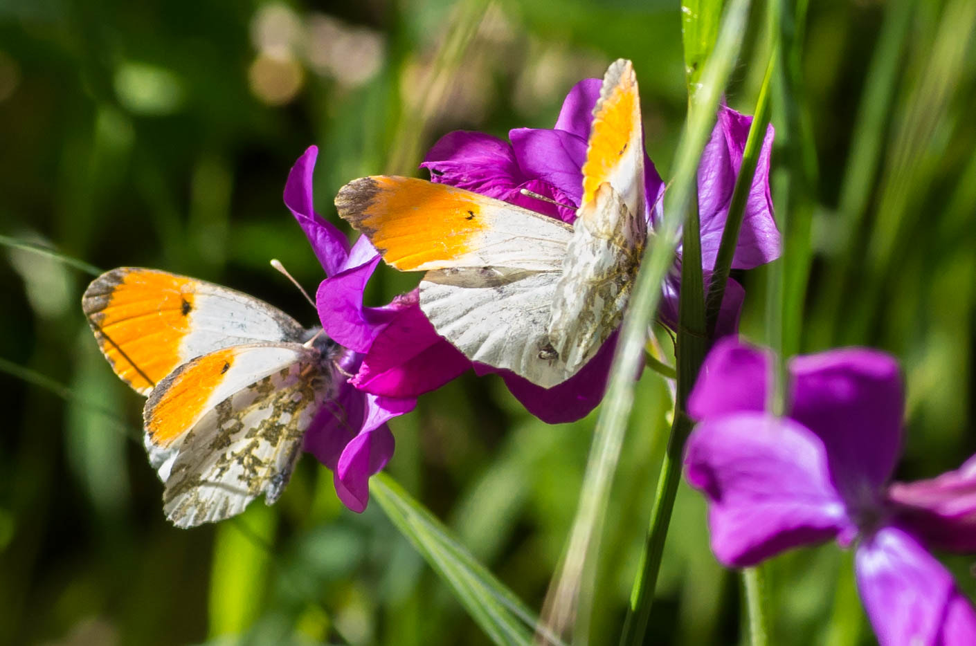 Pentax K-500 + Pentax smc D-FA 50mm F2.8 Macro sample photo. As light as a butterfly photography