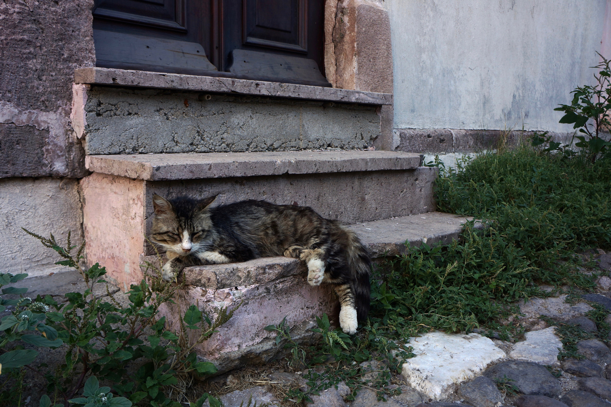 Tamron 18-200mm F3.5-6.3 Di III VC sample photo. Nappin photography