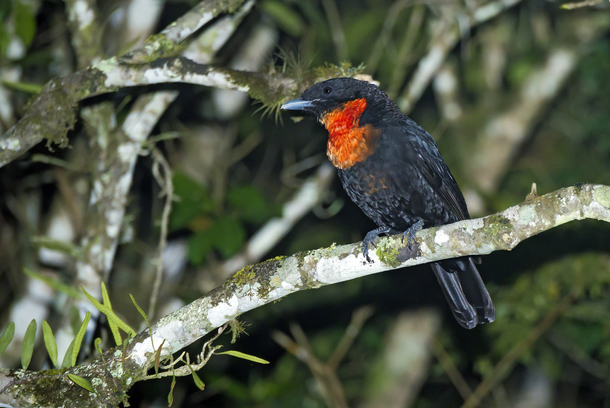 Nikon D600 sample photo. Red-ruffed fruitcrow photography