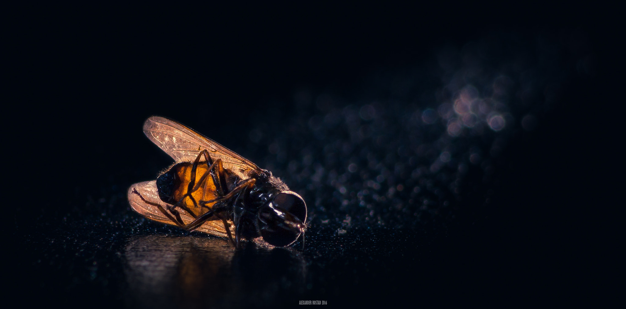Sigma 70-300mm F4-5.6 APO DG Macro sample photo. Fly macro photography