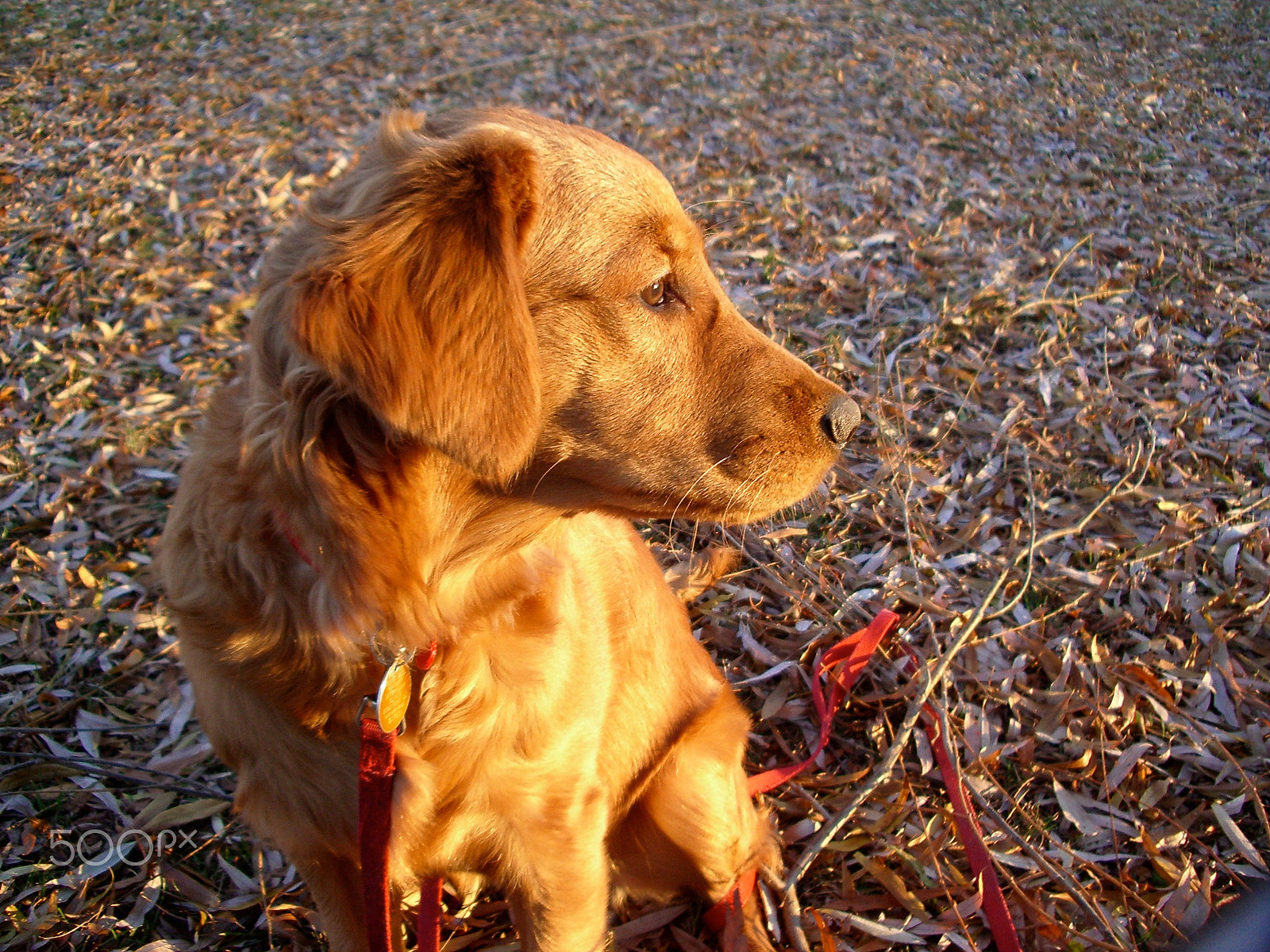 Pentax OPTIO S5N sample photo. Profile of a golden retriever photography