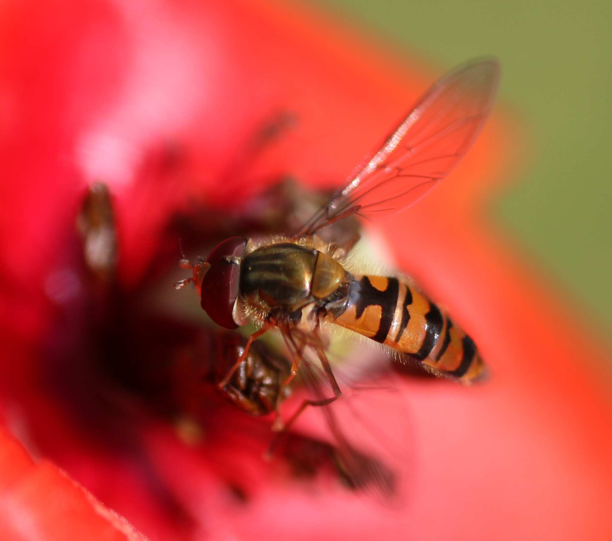 Canon EF 180mm F3.5L Macro USM sample photo. Red photography