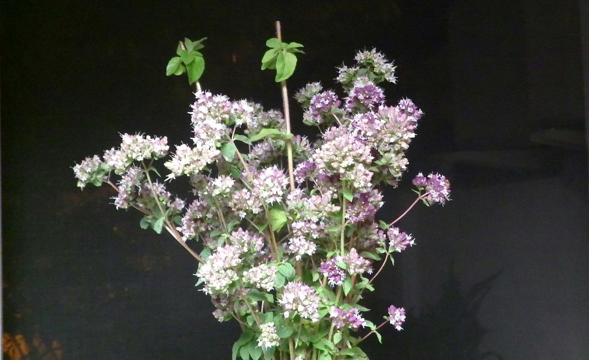 Panasonic HX-WA30 sample photo. Orenga. oregano photography