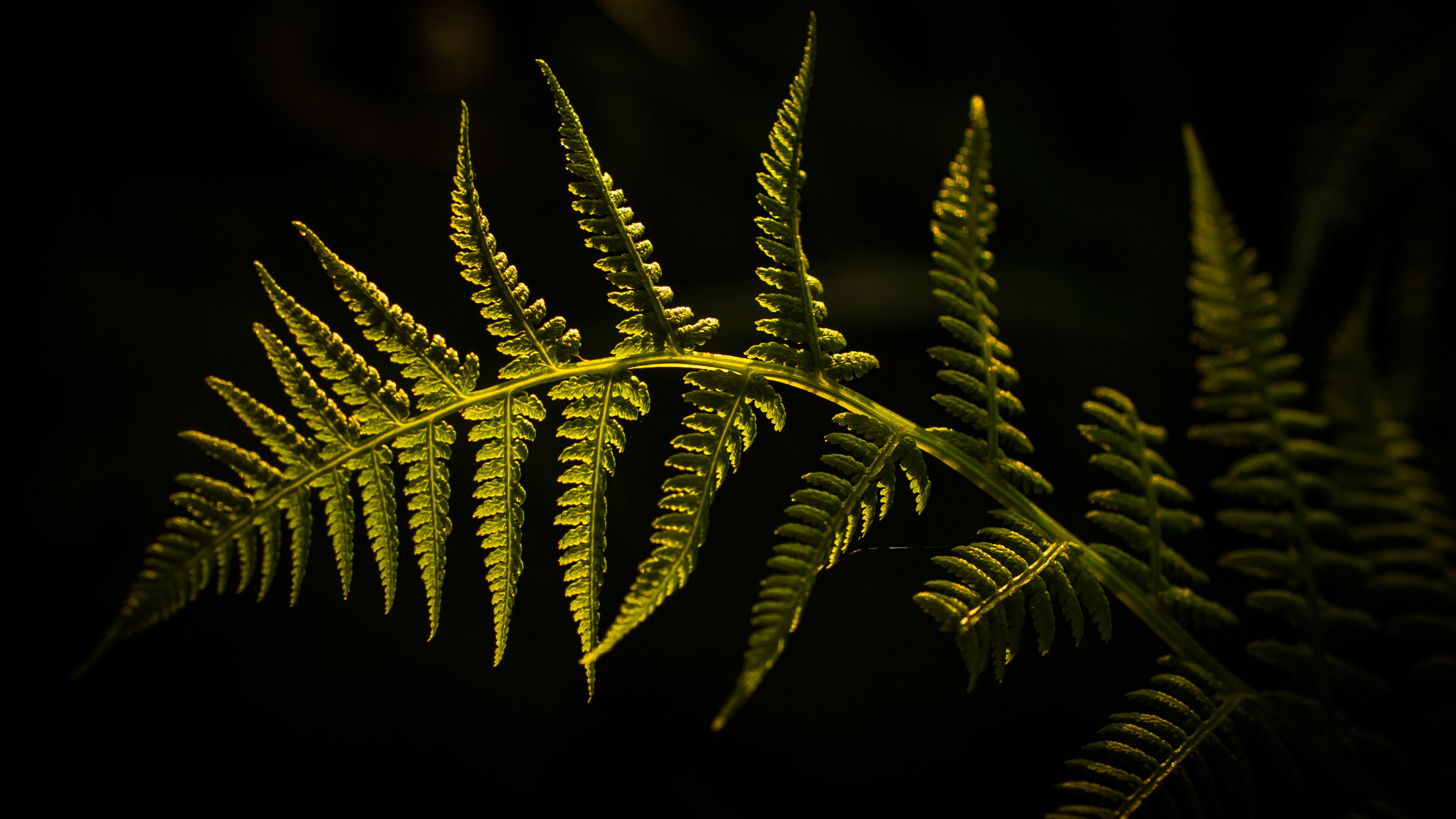 Nikon AF-S DX Micro Nikkor 40mm F2.8 sample photo. Fern details photography