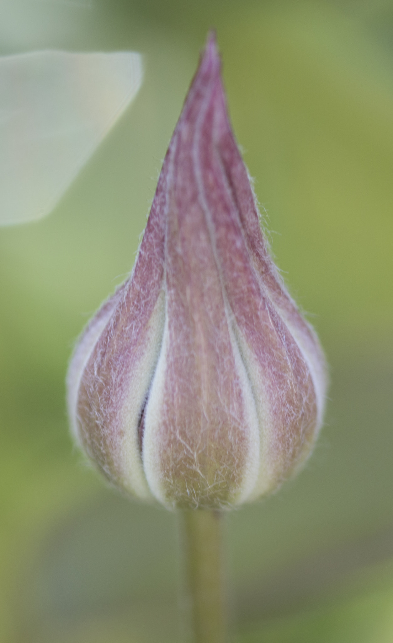 Canon EF 180mm F3.5L Macro USM sample photo. Twisted photography