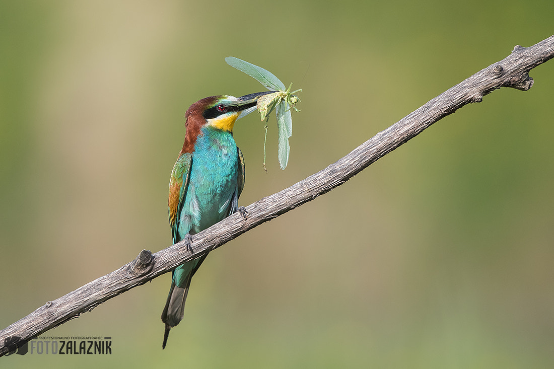 Canon EF 500mm F4L IS II USM sample photo. Big catch photography