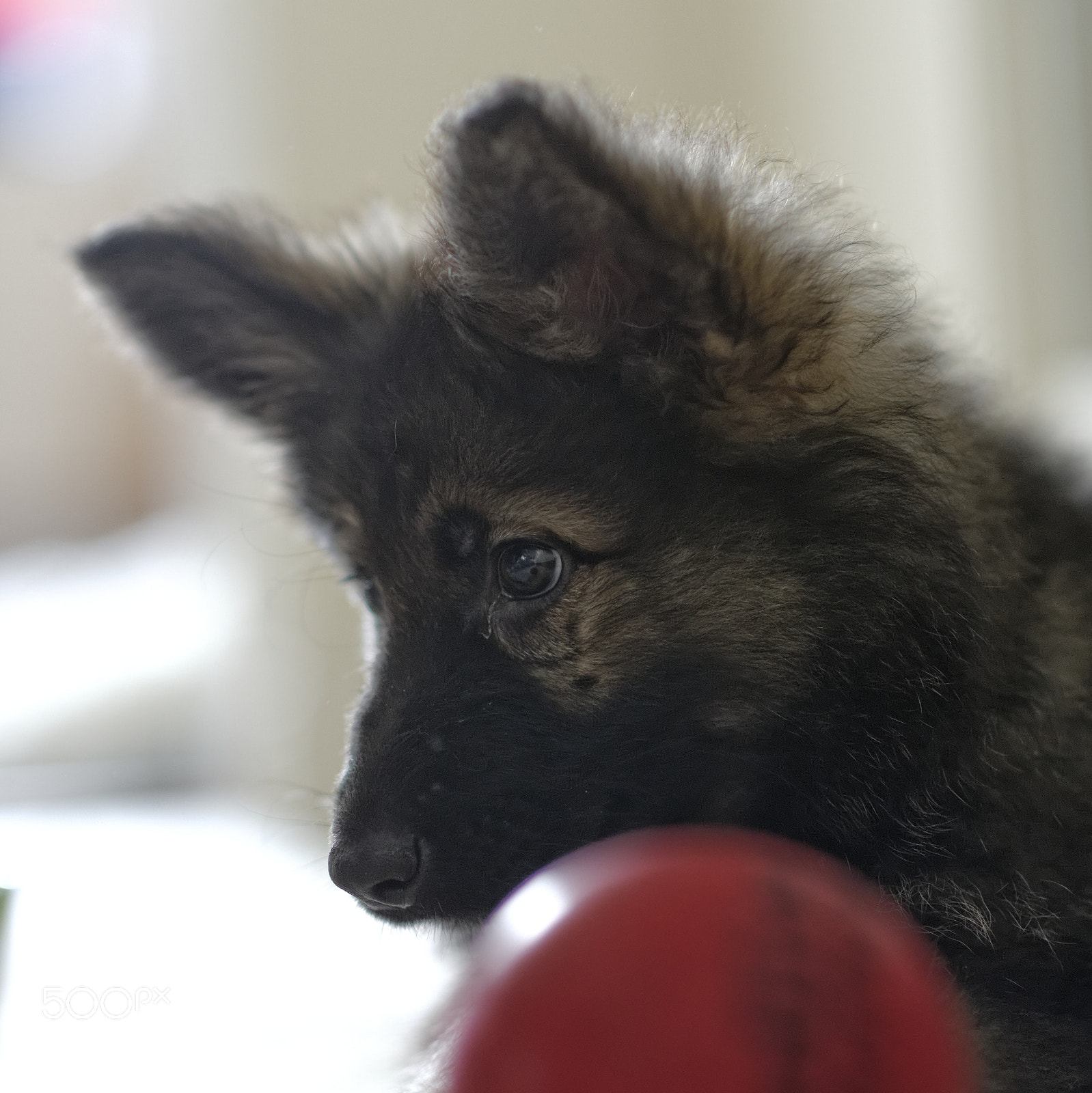 Nikon D800 + Nikon AF Nikkor 85mm F1.4D sample photo. Sasha the puppy german shepherd photography