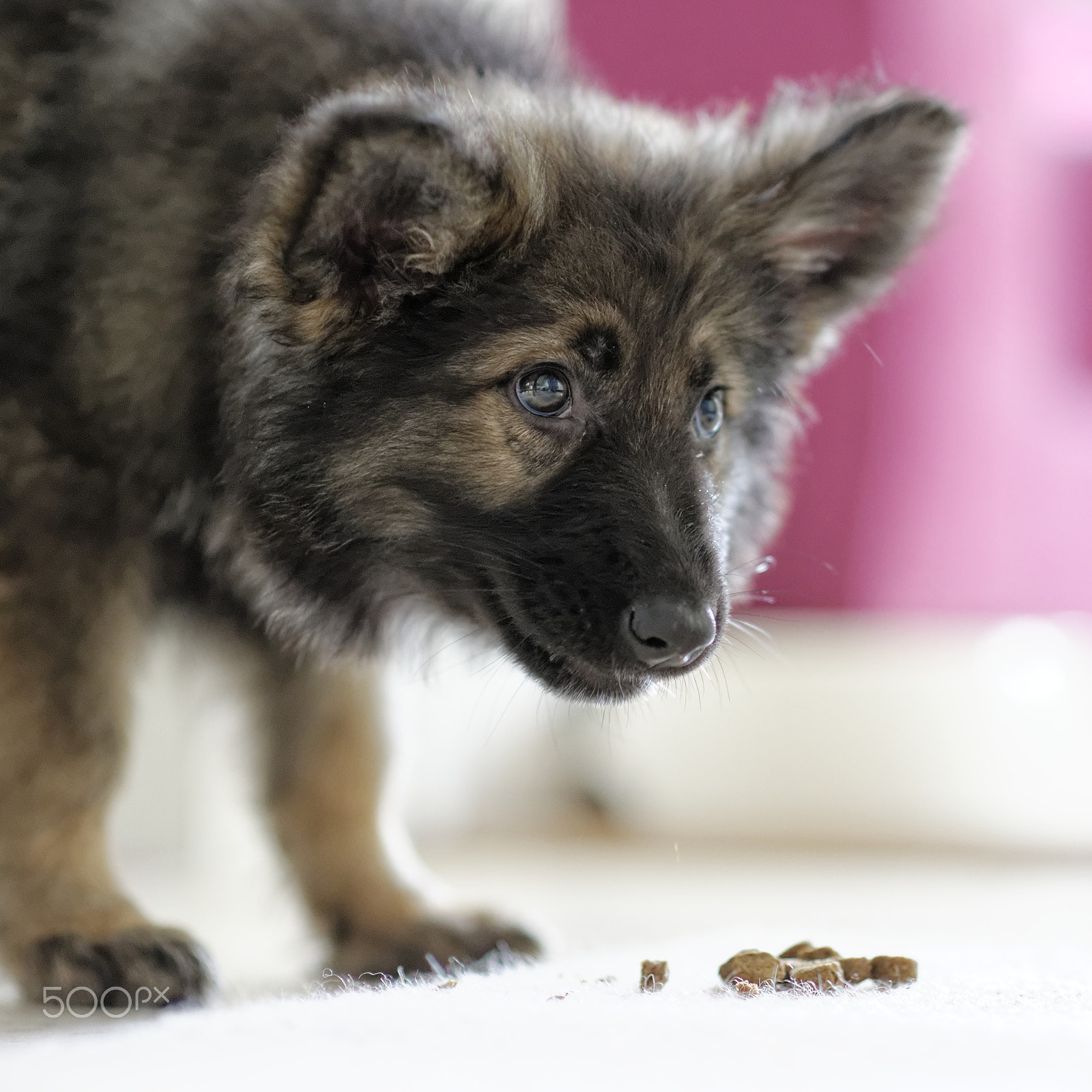 Nikon D800 + Nikon AF Nikkor 85mm F1.4D sample photo. Sasha the puppy german shepherd photography