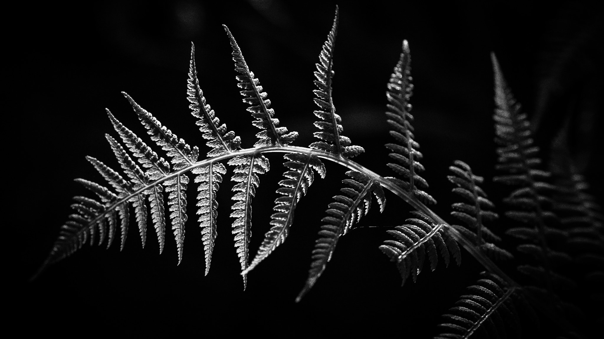 Nikon AF-S DX Micro Nikkor 40mm F2.8 sample photo. Fern details photography