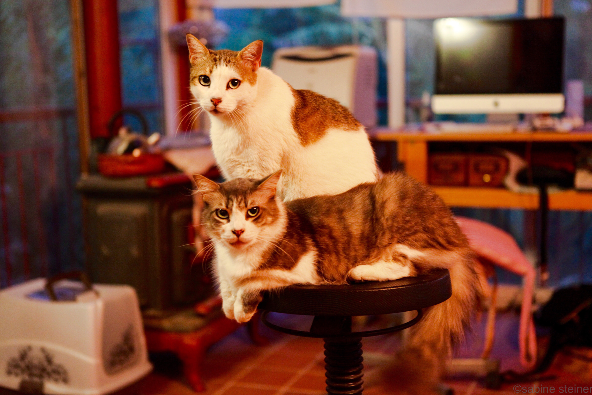 Canon EF 24-70mm F2.8L USM sample photo. Best friends photography