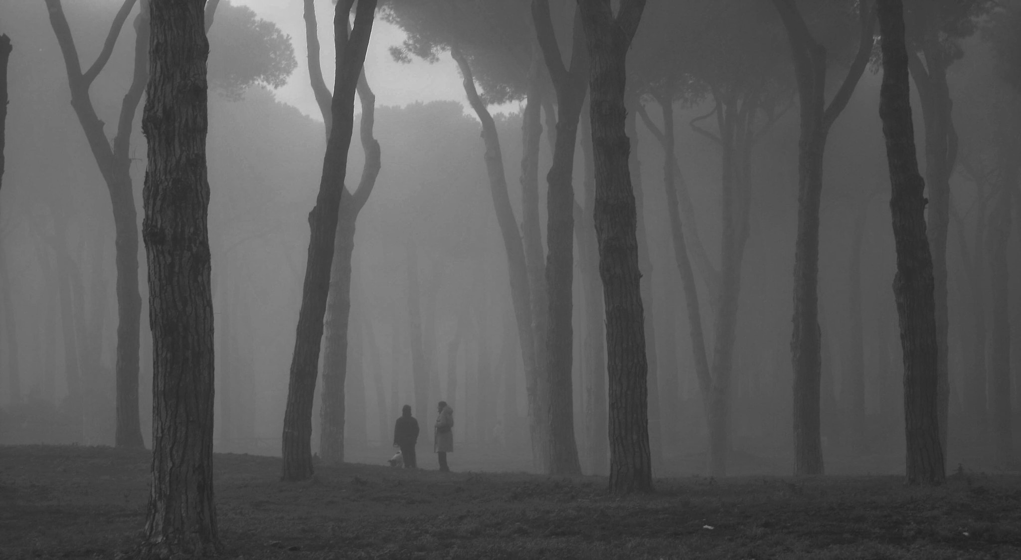 Canon EF 24-85mm F3.5-4.5 USM sample photo. Foggy encounter photography