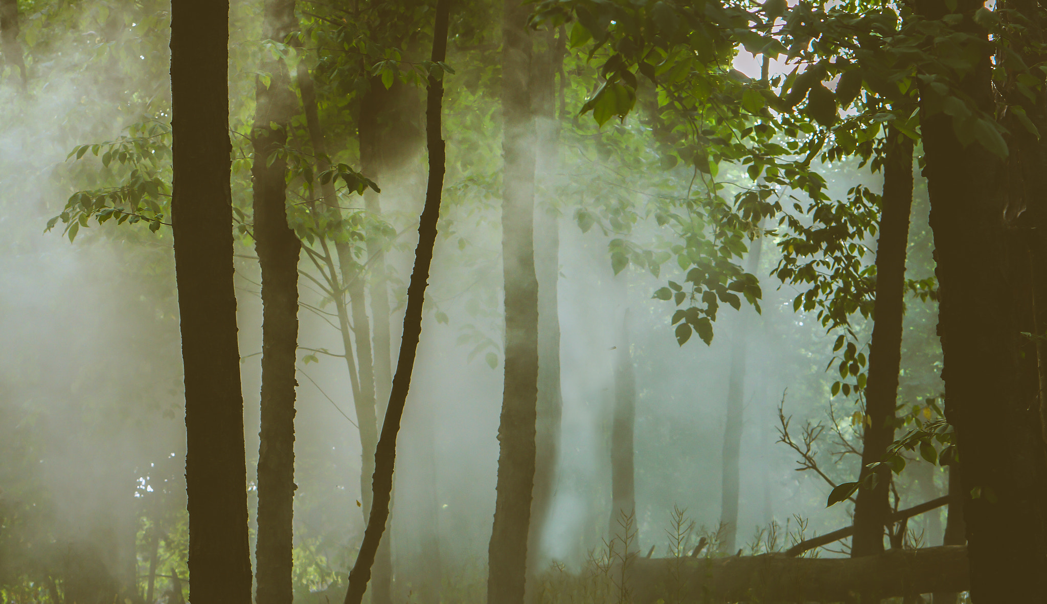 Sony Alpha a3000 sample photo. Woodland realm photography