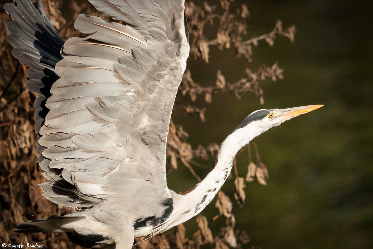 Canon EF 600mm F4L IS II USM sample photo. Héron cendré photography