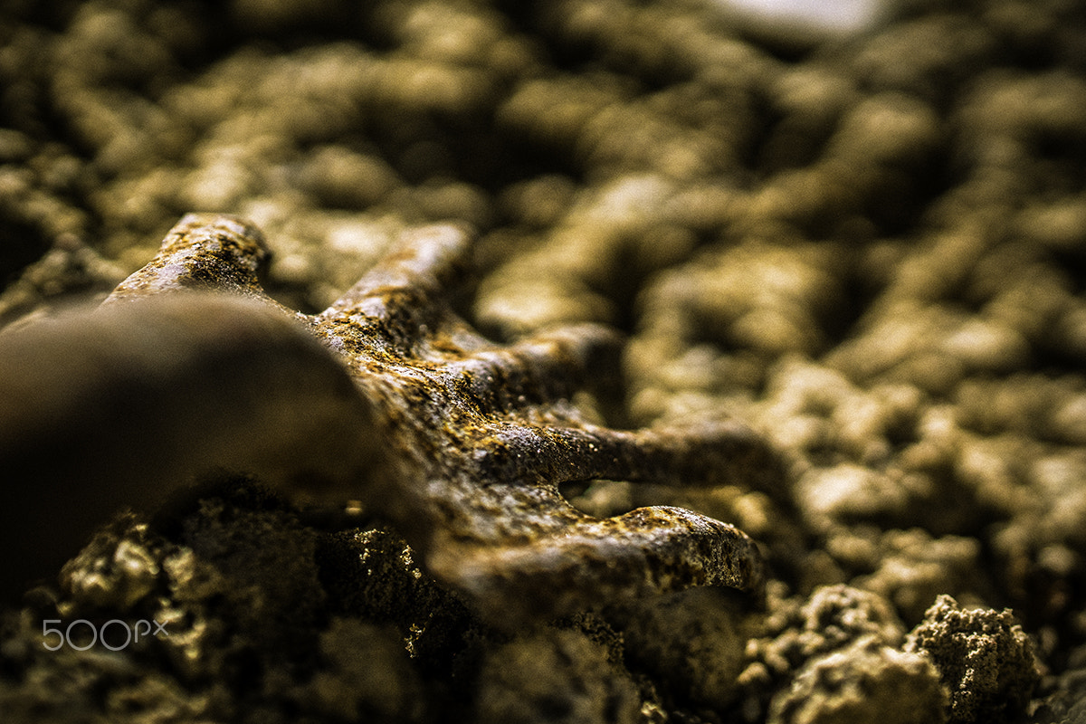 Sony ILCA-77M2 + 90mm F2.8 Macro SSM sample photo. Garden rake photography