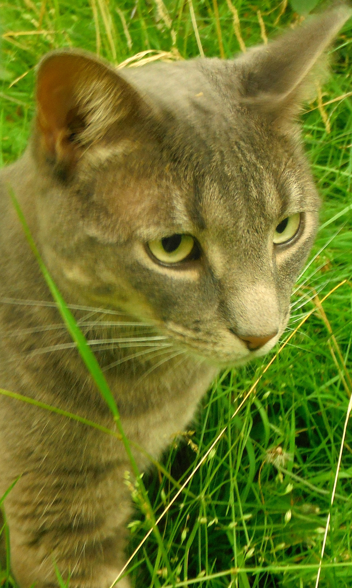 Fujifilm FinePix XP50 sample photo. Chat alphonse photography