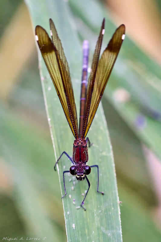 Sony ILCA-77M2 sample photo. Calopteryx haemorrhoidalis photography