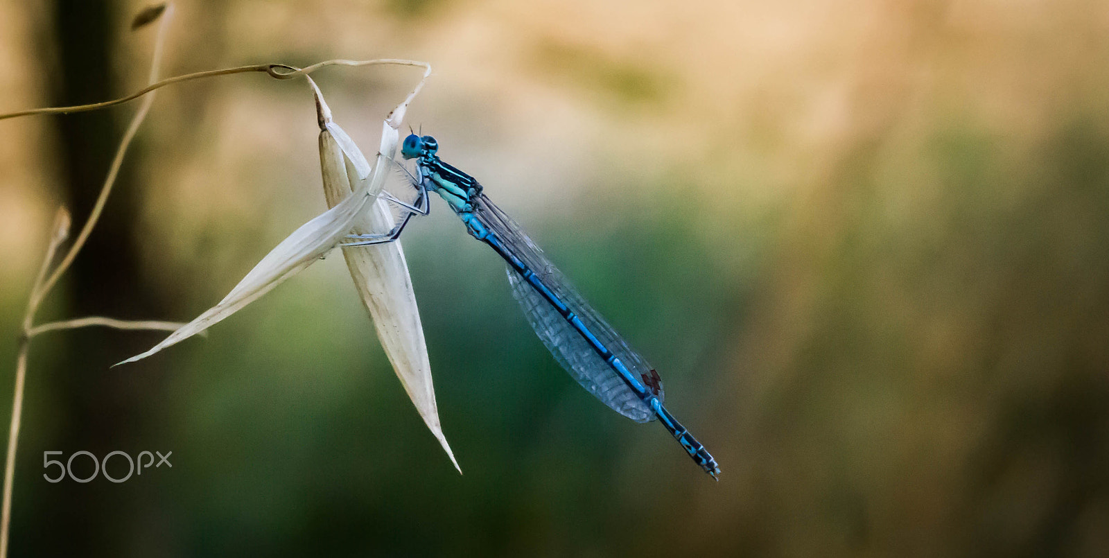 Canon EF-S 60mm F2.8 Macro USM sample photo. Dragonfly photography