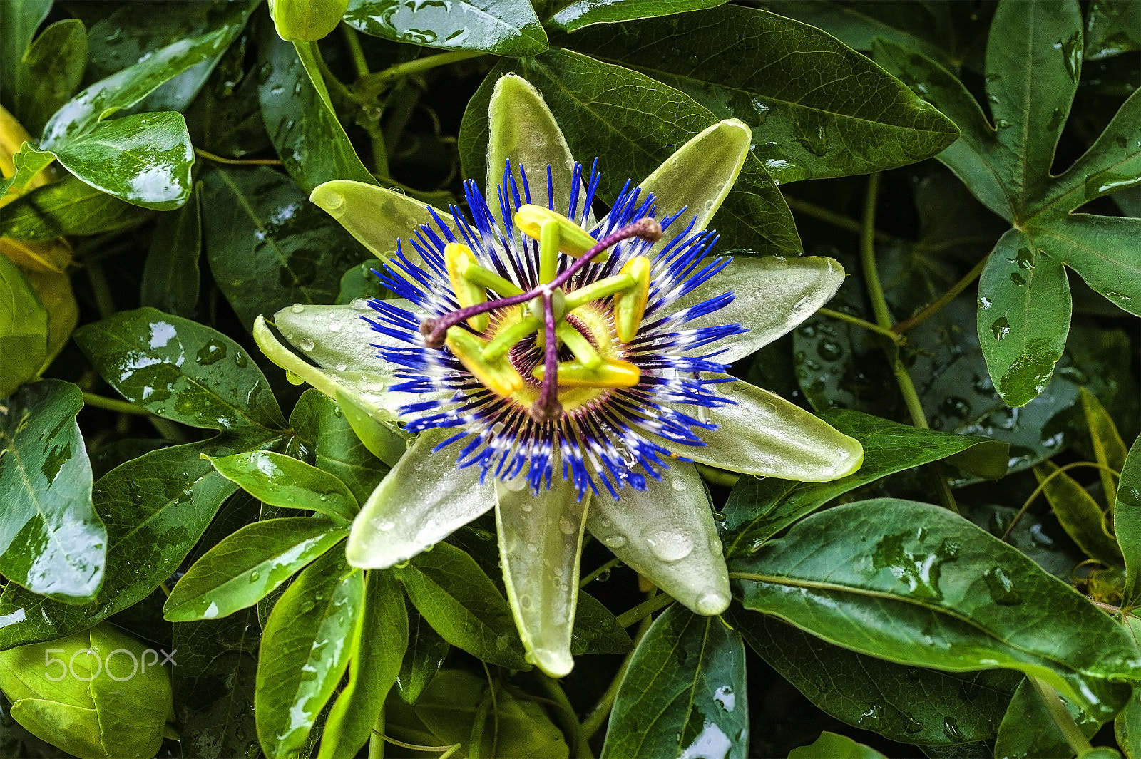 Nikon D700 + AF Micro-Nikkor 55mm f/2.8 sample photo. After the rain... photography