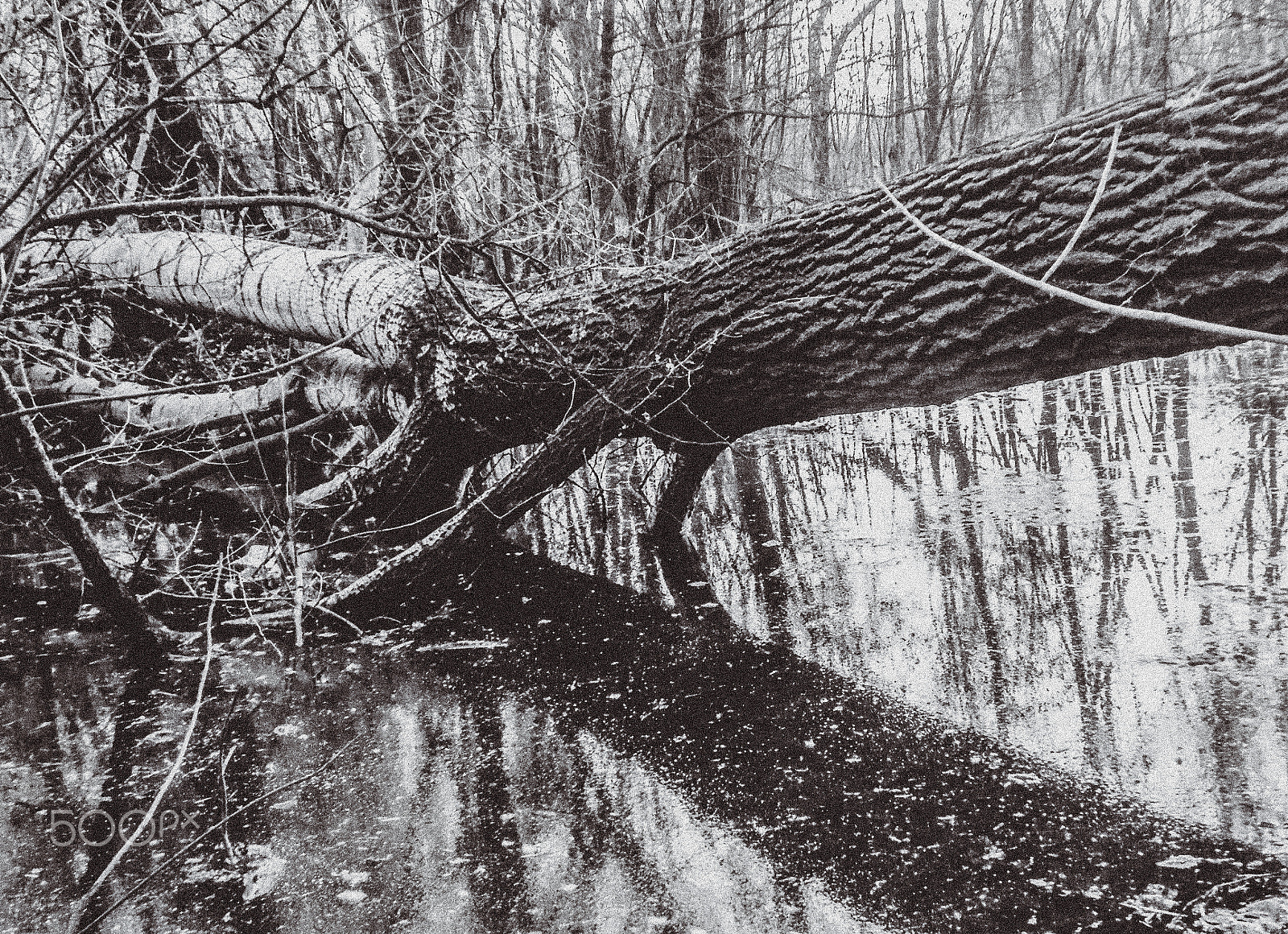 Fujifilm FinePix Z100fd sample photo. A moribund tree trunk photography