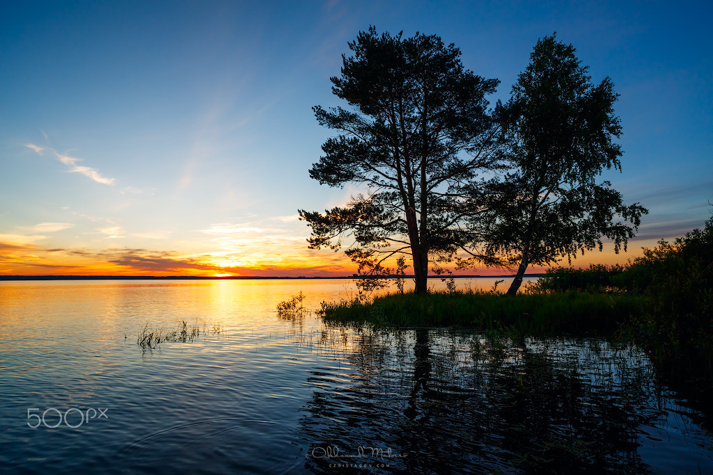 Canon EOS 5DS R sample photo. Sunset on the lake with a large pine and birch photography