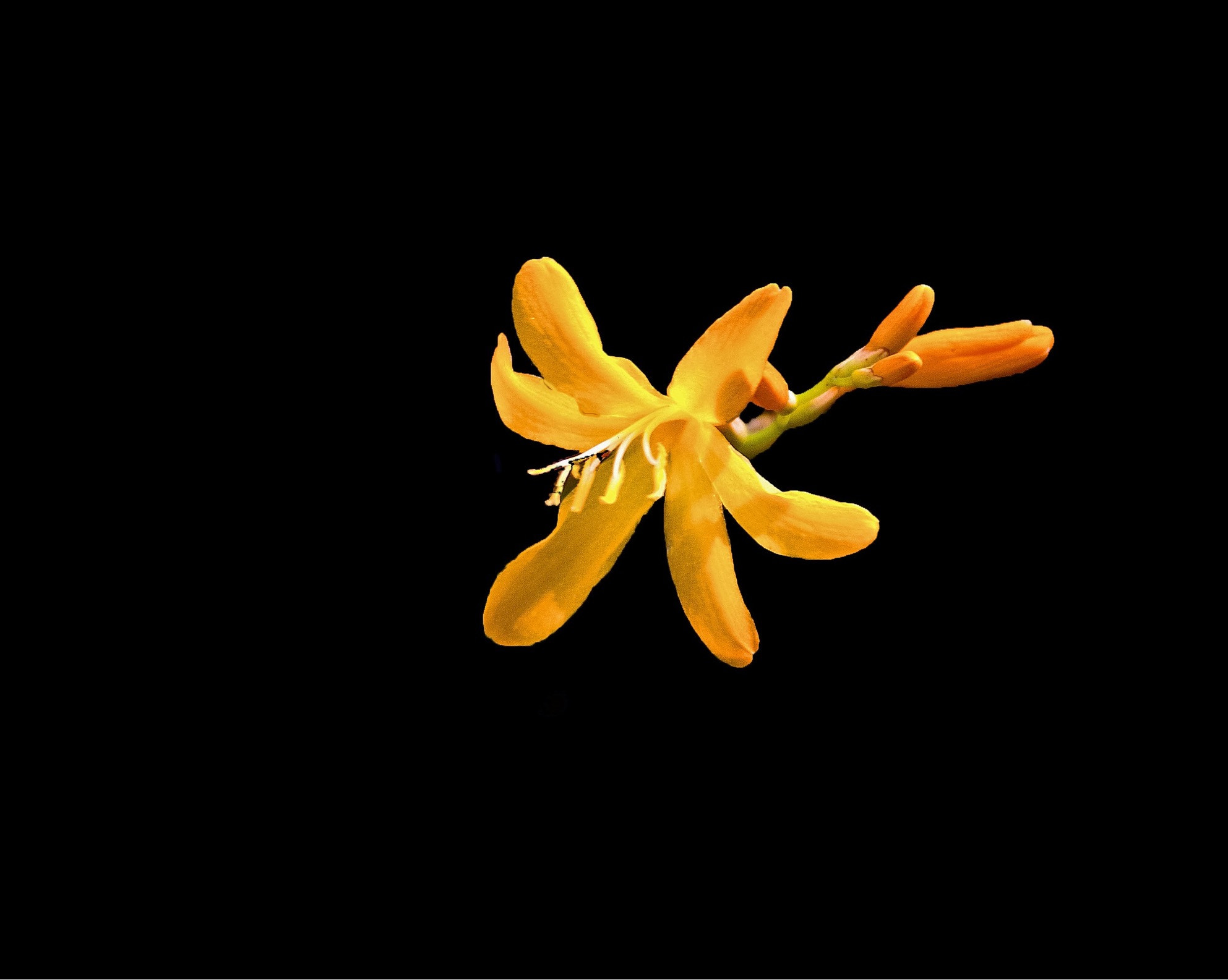 Nikon D70 sample photo. Flower photography