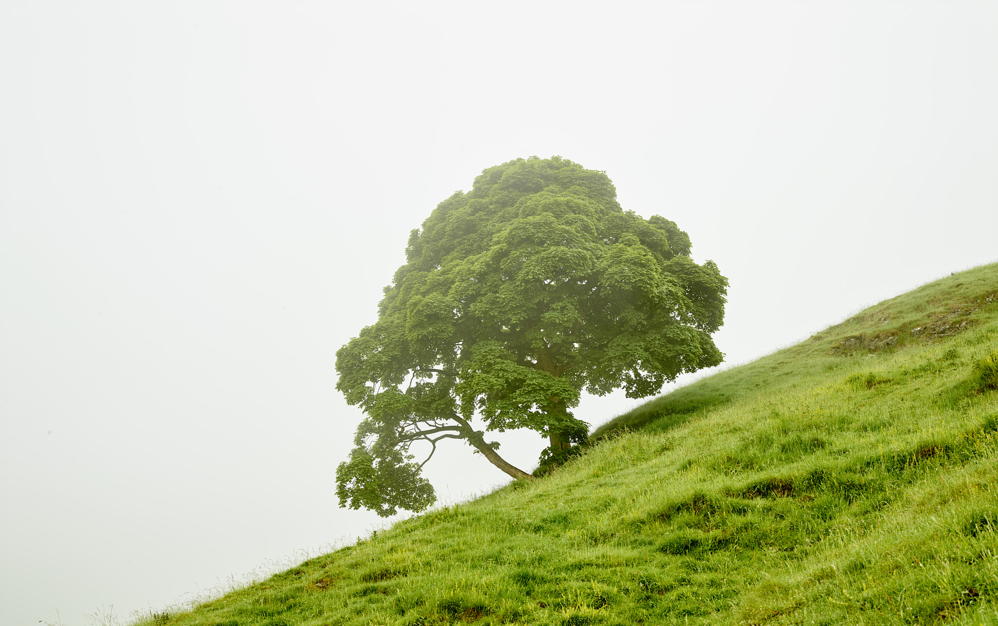 Schneider LS 80mm f/2.8 sample photo. Tree photography