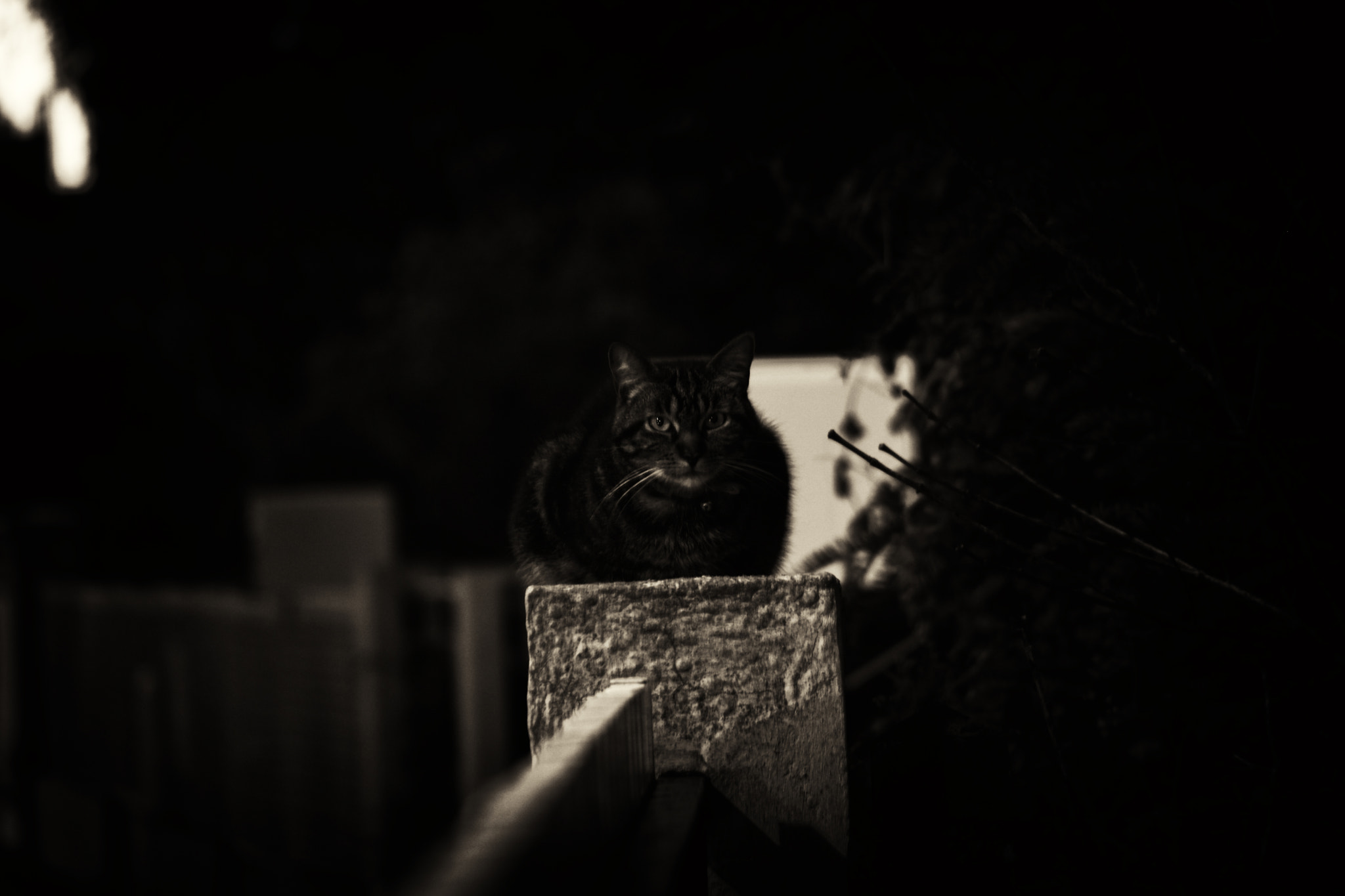 Samsung NX500 + NX 50-200mm F4-5.6 sample photo. Cat black and white photography