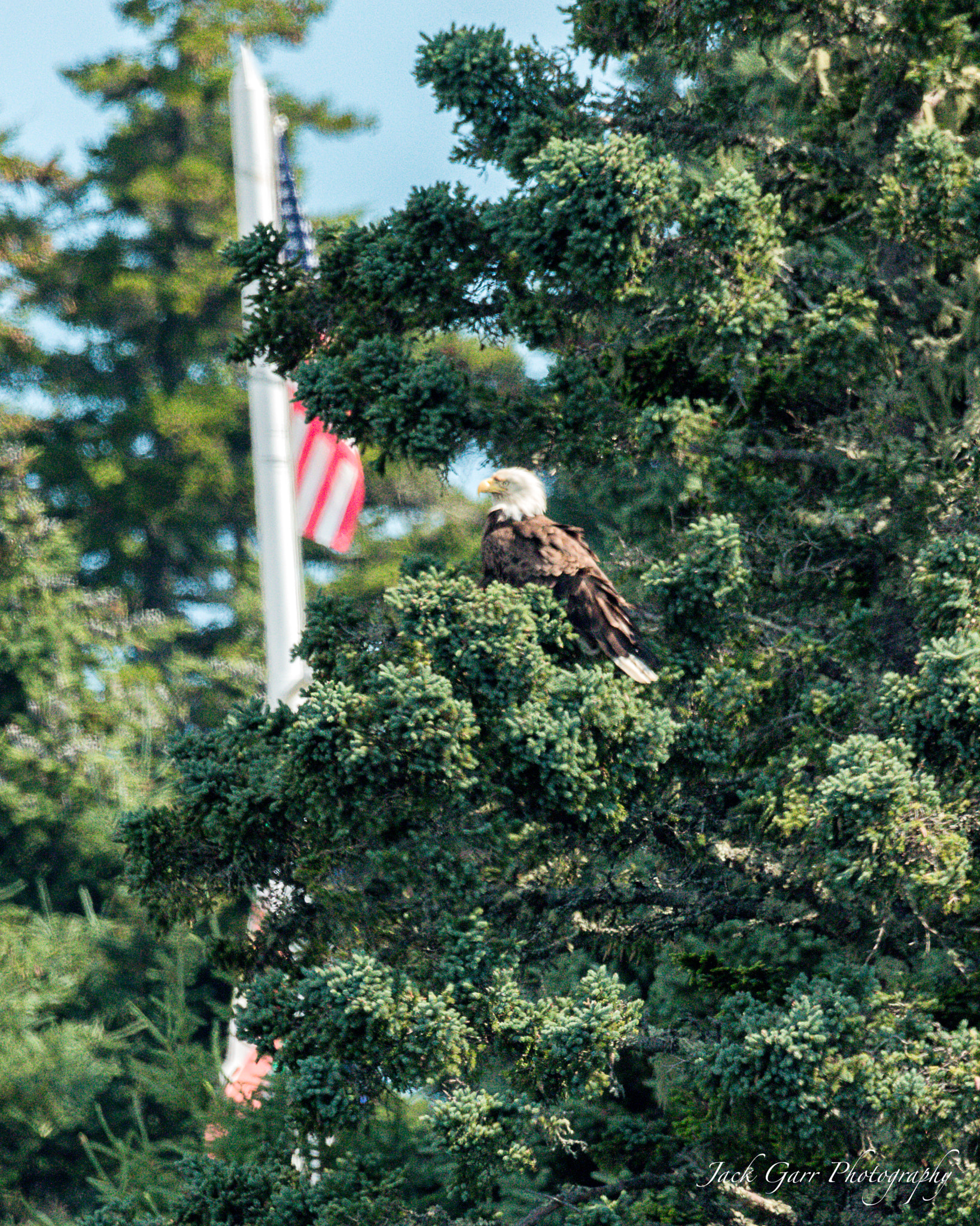 150-600mm F5-6.3 DG OS HSM | Sports 014 sample photo. Bald eagle guarding the flag photography