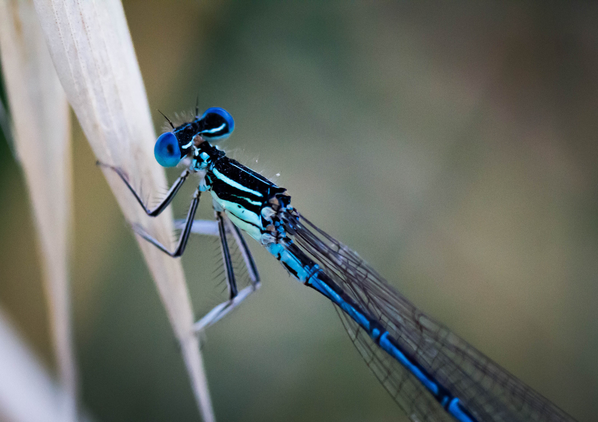 Canon EF-S 60mm F2.8 Macro USM sample photo. Libellula photography
