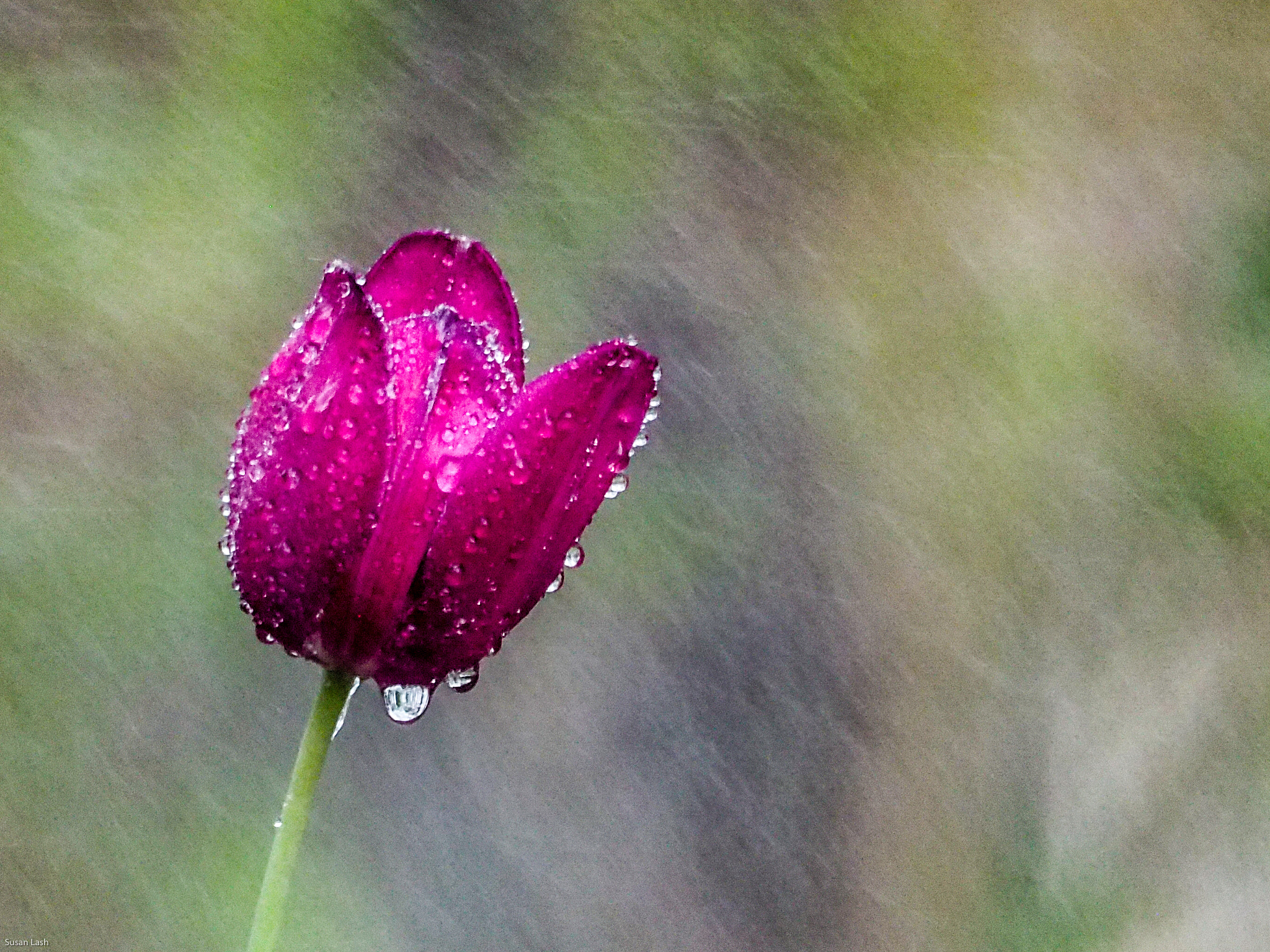 Olympus OM-D E-M10 sample photo. Spring shower photography