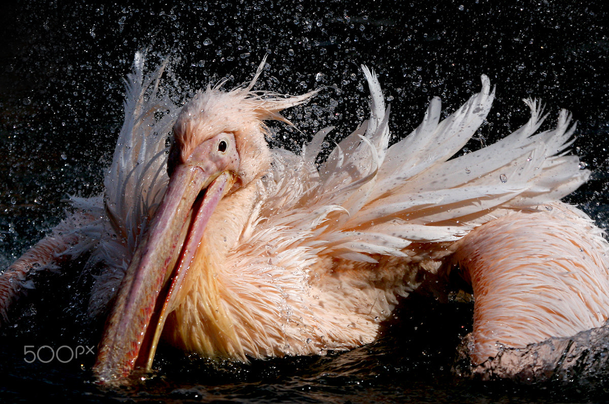 Canon EF 100-400mm F4.5-5.6L IS USM sample photo. Pelican photography