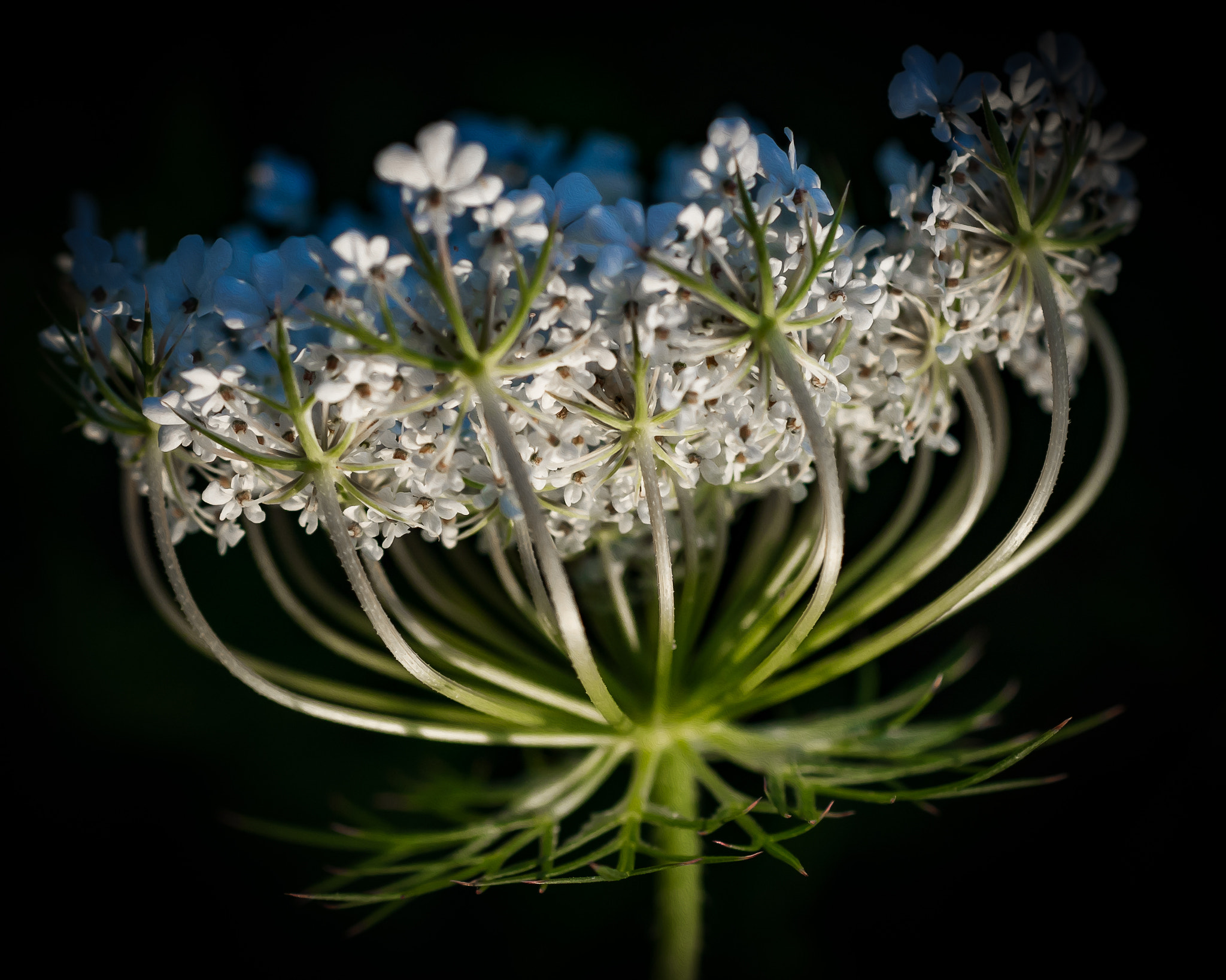 Nikon AF-S DX Micro Nikkor 40mm F2.8 sample photo. Yarrow photography
