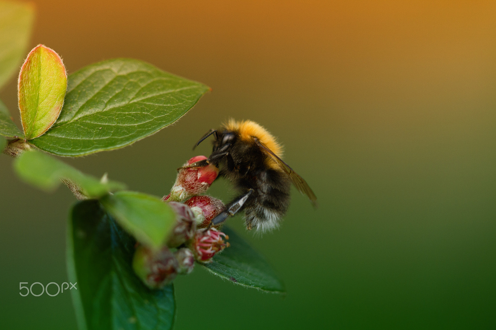 Sigma APO Macro 150mm f/2.8 EX DG HSM sample photo. Bumblebee photography