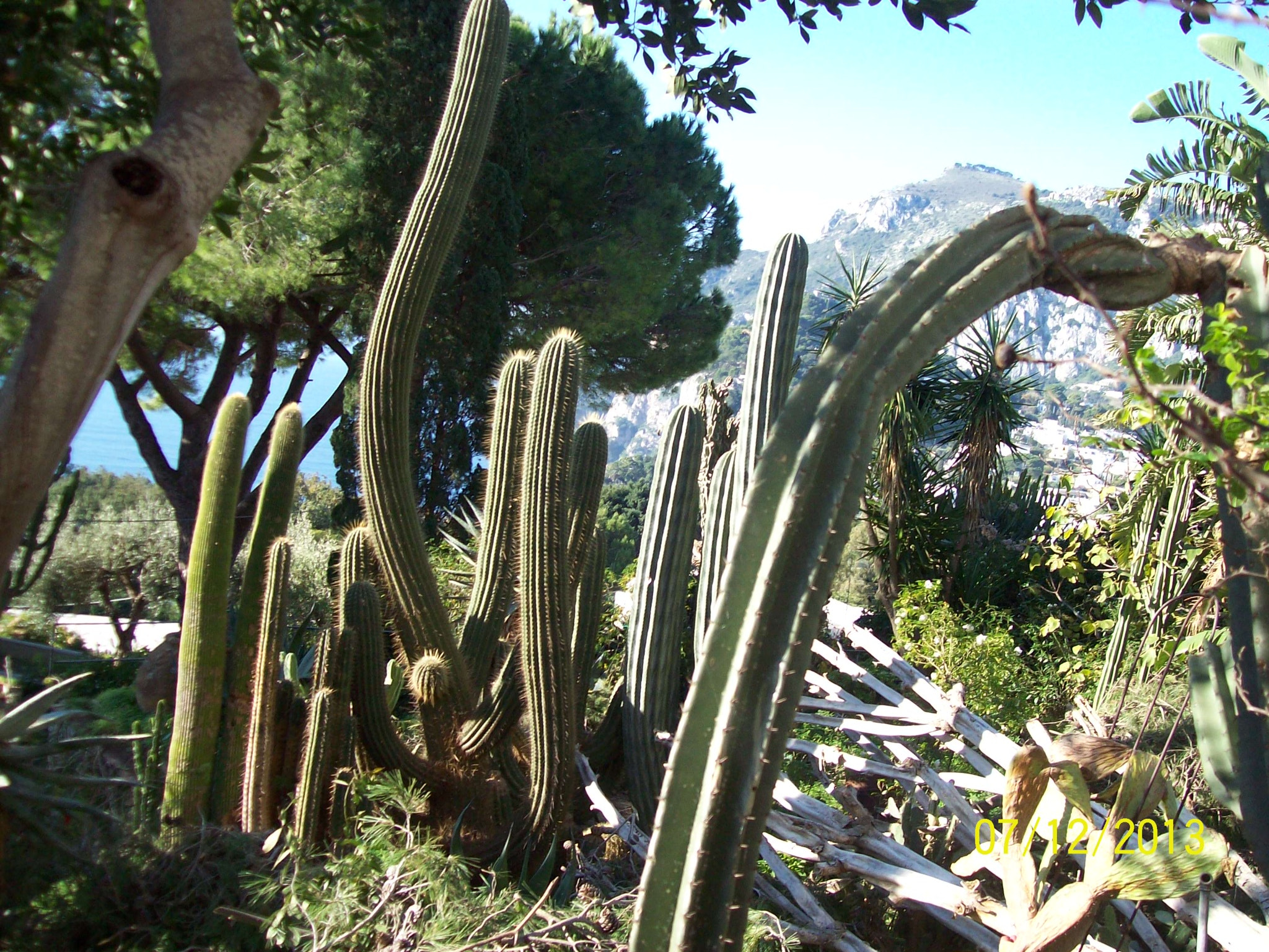 Kodak EASYSHARE C713 ZOOM DIGITAL CAMERA sample photo. Cactus in italy photography