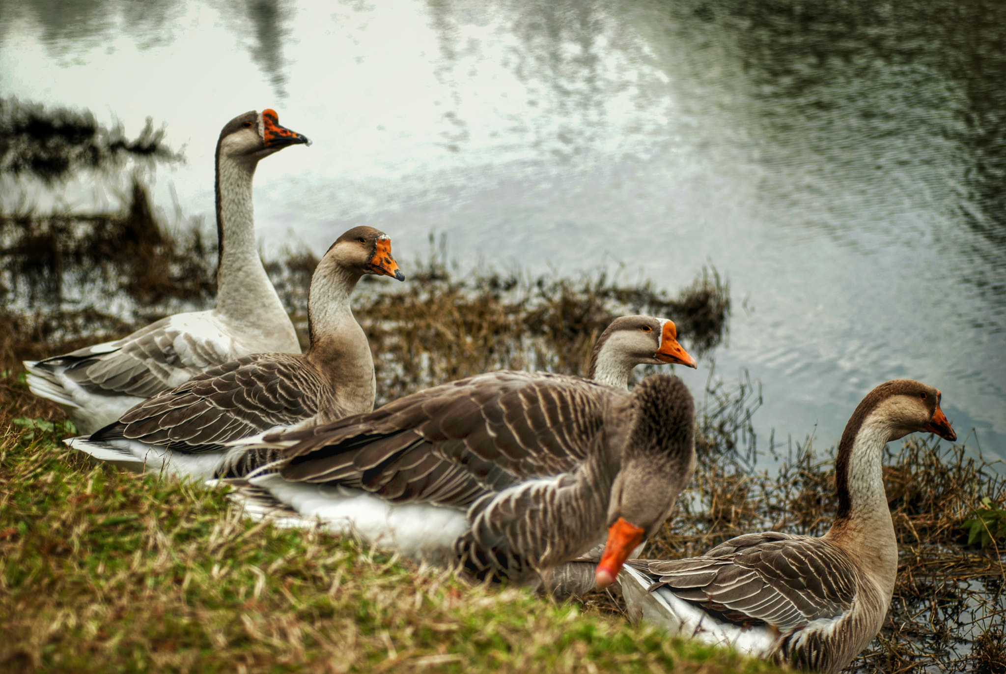 Nikon D80 + AF Micro-Nikkor 60mm f/2.8 sample photo. Goose photography