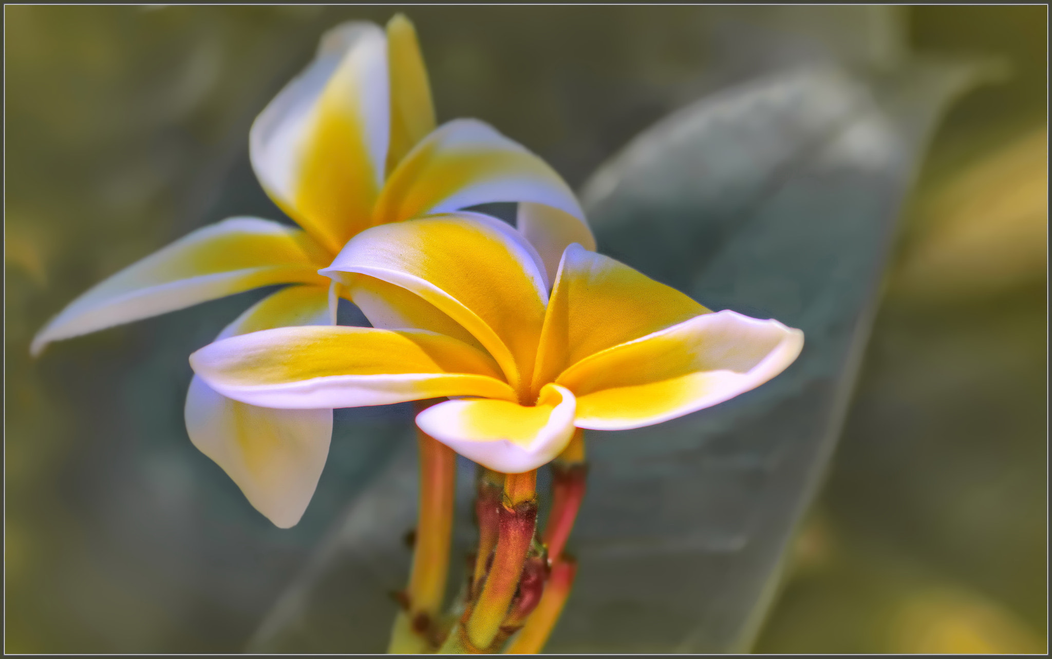 Nikon D7100 + Sigma 70-300mm F4-5.6 APO Macro Super II sample photo. Scented plumeria photography