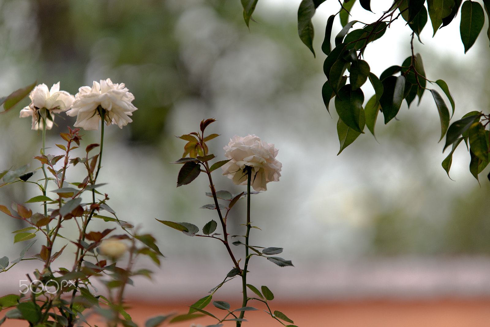 Sigma 70-200mm F2.8 EX DG OS HSM sample photo. Bokeh photography