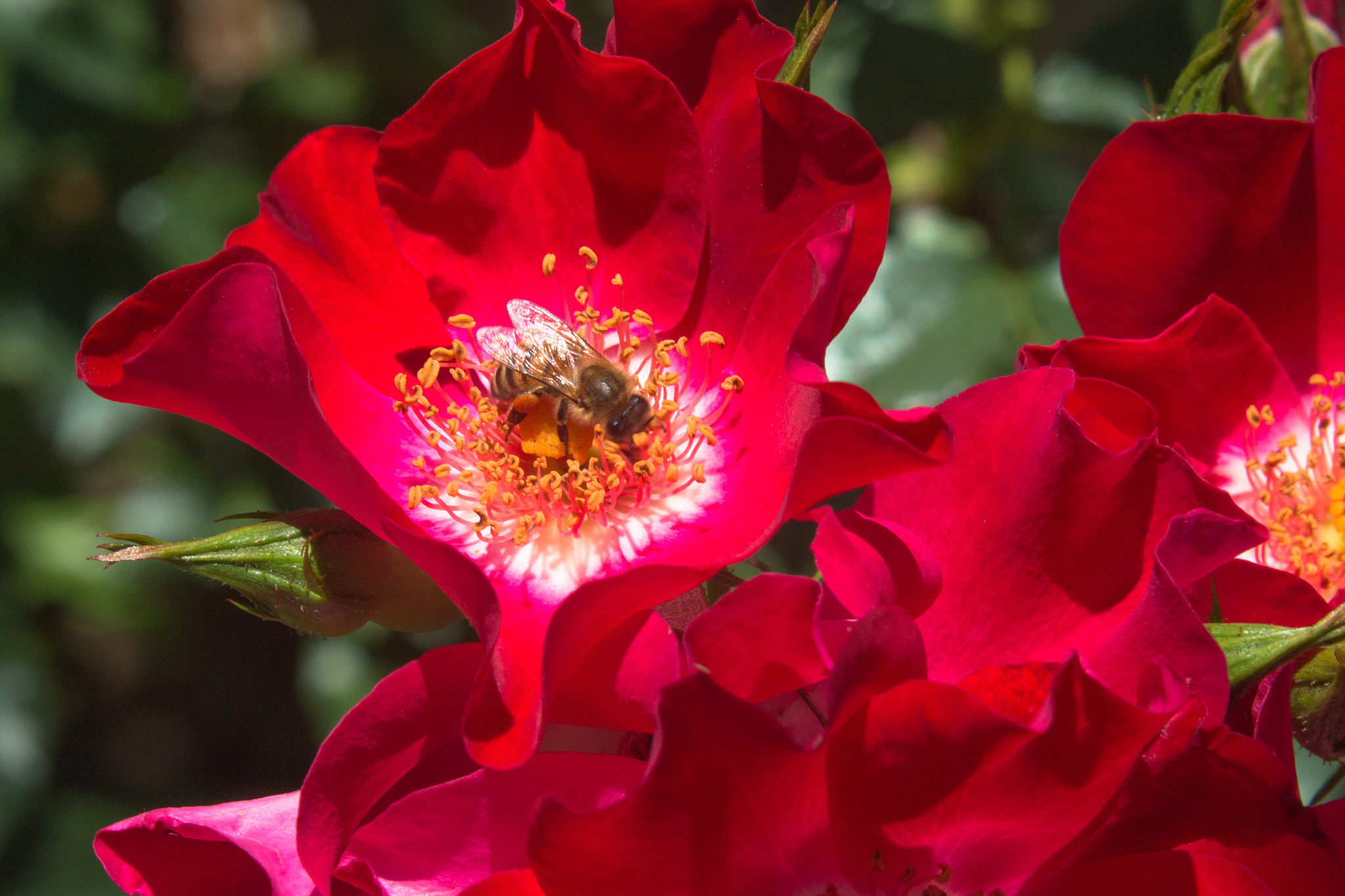 Canon EF 35-350mm F3.5-5.6L USM sample photo. Bee in the rose photography