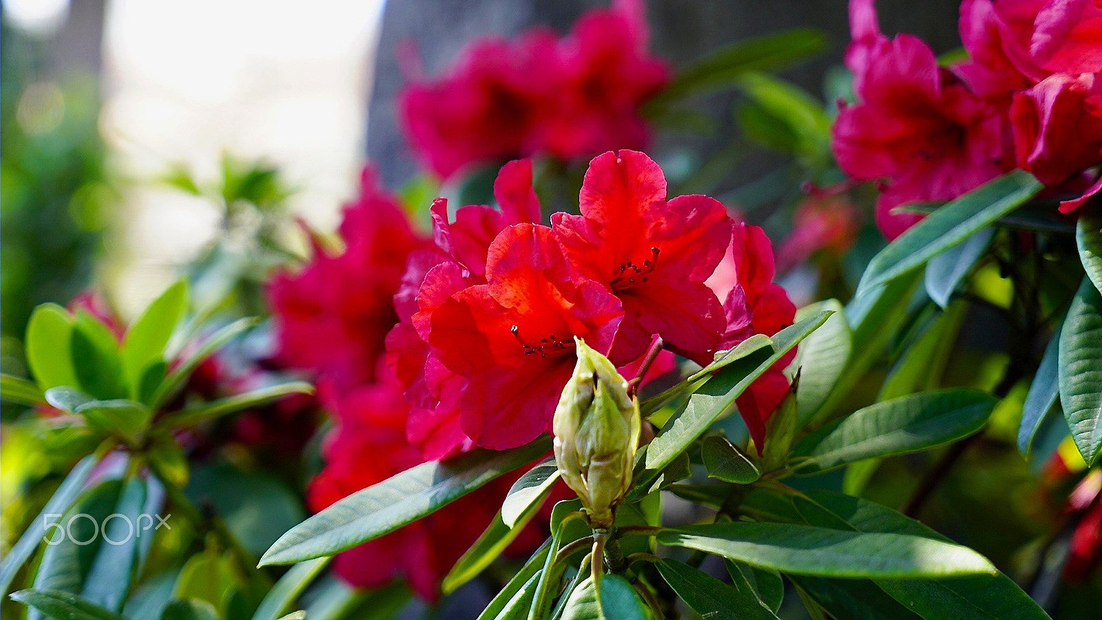 Sony a7S II + Sony 0mm F0.0 sample photo. The scarlet witch photography