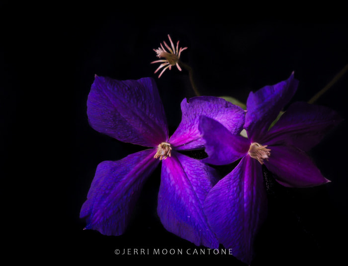 Sigma 105mm F2.8 EX DG Macro sample photo. Clematis photography