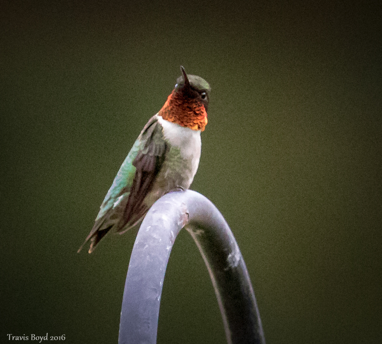 Canon EF 100-400mm F4.5-5.6L IS USM sample photo. Ruby-throated portrait photography