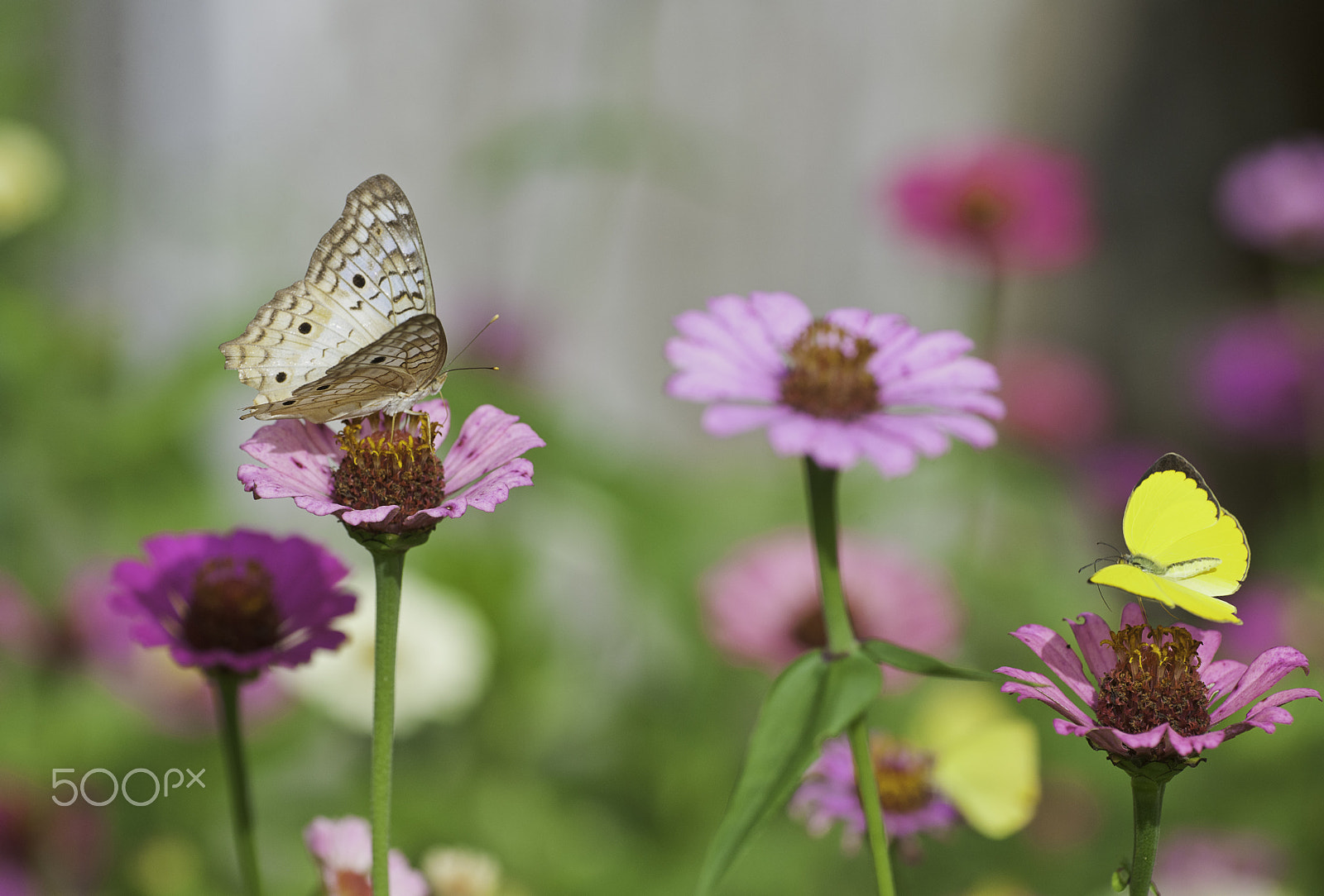 Nikon D3X sample photo. Anartia jatrophae luteipicta and a little friend photography