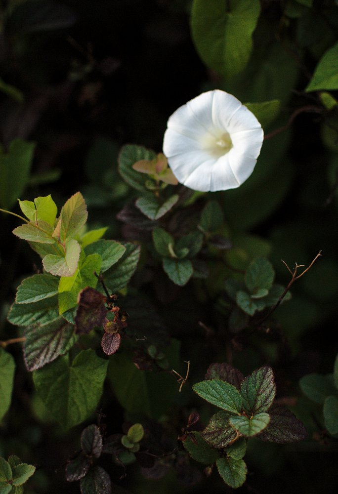 Nikon D2X + Nikon AF-S DX Nikkor 35mm F1.8G sample photo. Single morning bloom photography