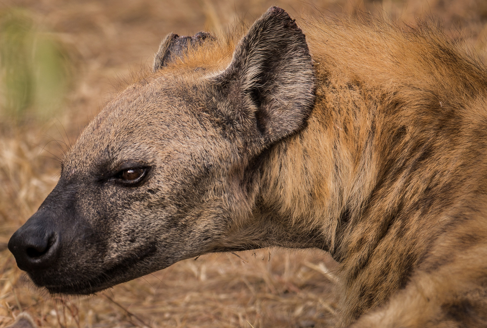 Nikon D600 + Tamron SP 150-600mm F5-6.3 Di VC USD sample photo. Not everyone likes them, but hyena are one of my f ... photography