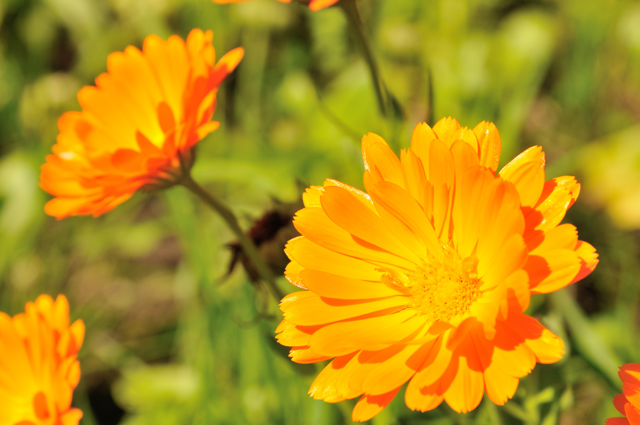 Nikon AF-S Nikkor 24-120mm F4G ED VR sample photo. Orange flower photography
