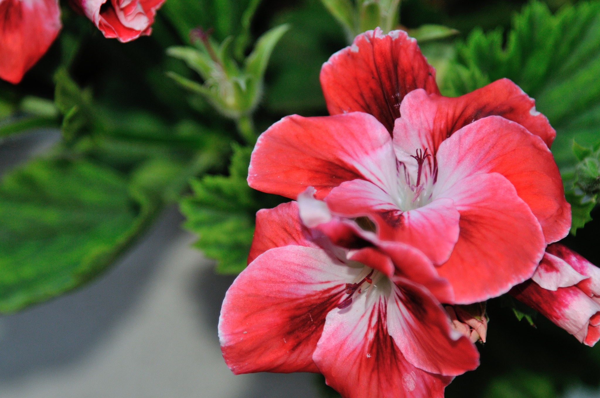 Nikon AF-S Nikkor 24-120mm F4G ED VR sample photo. Red flower photography